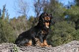 CAVALIER KING CHARLES 308